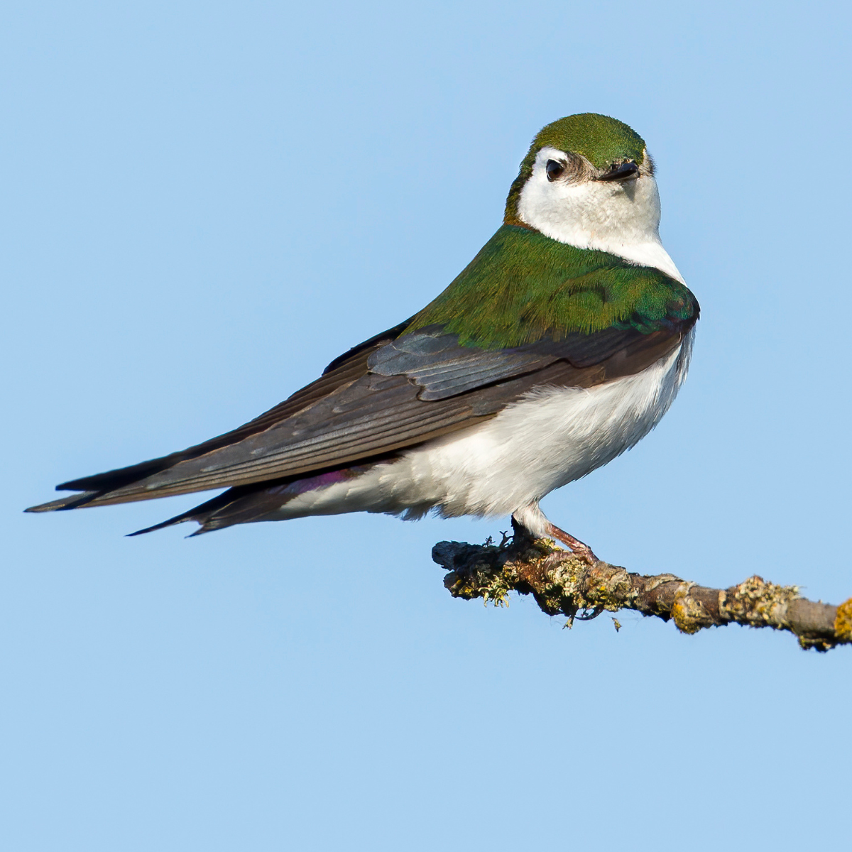Violet-green Swallow — Eastside Audubon Society